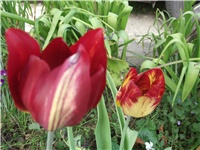a24d2481-Picture 017.jpg